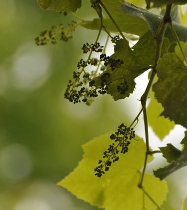bach flower therapy vine