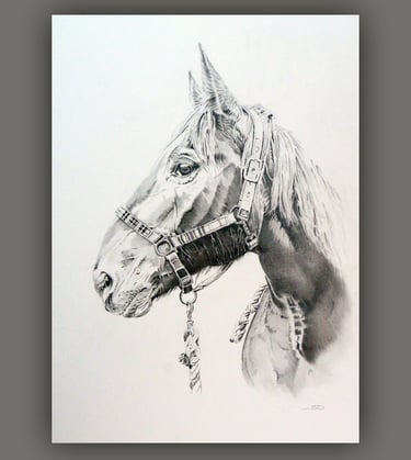 Commissioned horse portrait hand drawn in pencil