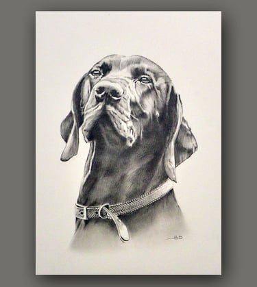 Commissioned dog portrait, hand drawn in pencils