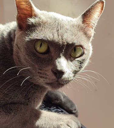 Gata korat con sus ojos verdes