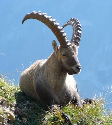 Steinbock in Graubünden