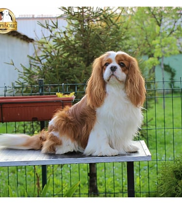 Handsome Stud CKCS showing off to the photoshoot 