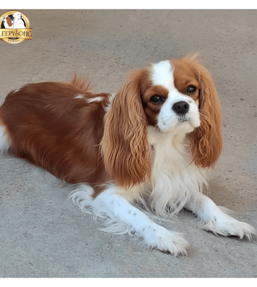 Sleepysong Ambitios Heart, female beauty in Sleepysong Kennel she is so loving dog