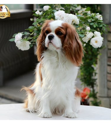 MISTY Cavalier King Charles Spaniel the lovliest female of Sleepysong Kennel enjoing her garden paradise