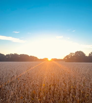 a field of dry corn in the sun setting ready for harvest