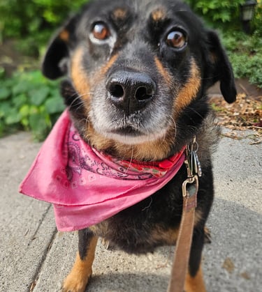 pet sitting for dog in riverdale