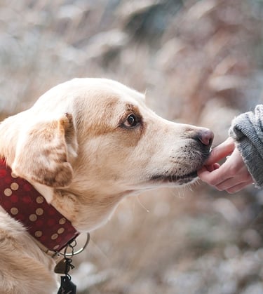 Hotel za pse, Zagrebački duhek