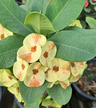 euphorbia-milii-sethi-mai