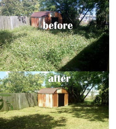 Overgrown weeds in Florida yard. Before and after picture