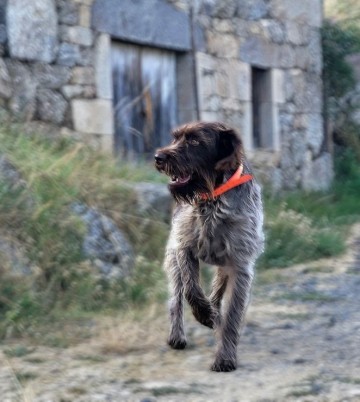 Chien de race griffon qui marche sur un chemin