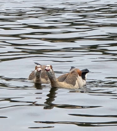 two ducks swimming in the water with one duck