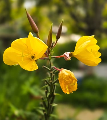 a yellow flower with a green background