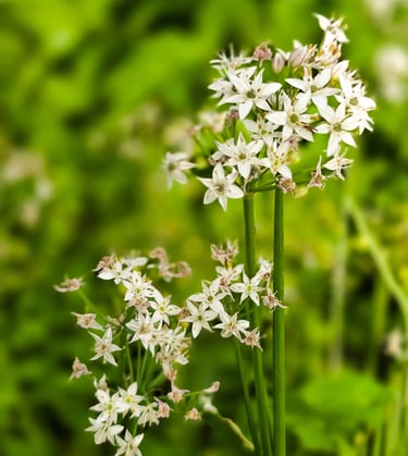 a plant with white flowers in a field