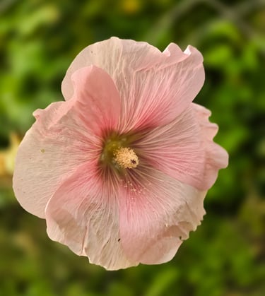 a pink flower with a green background