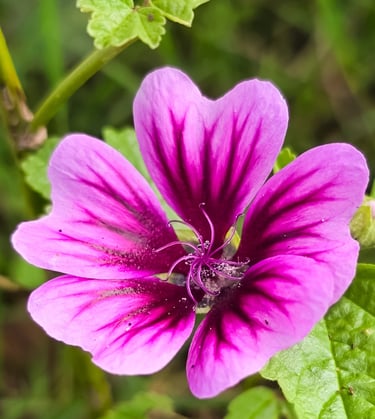 a pink flower with a green leaf on it