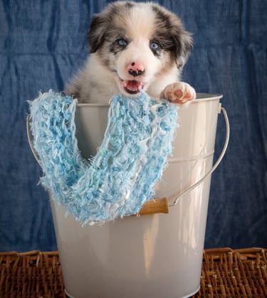 blue merle border collie puppies 