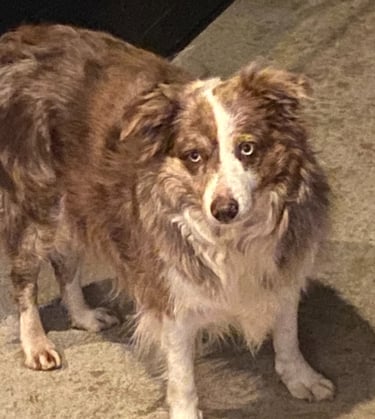 Chocolate Long Haired Merle Border Collie 