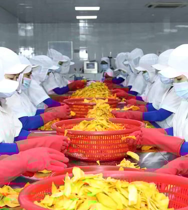 producing dried mango