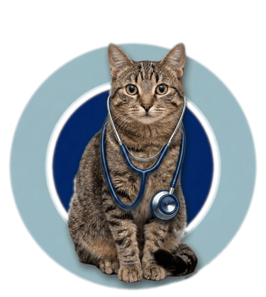 veterinario de gatos