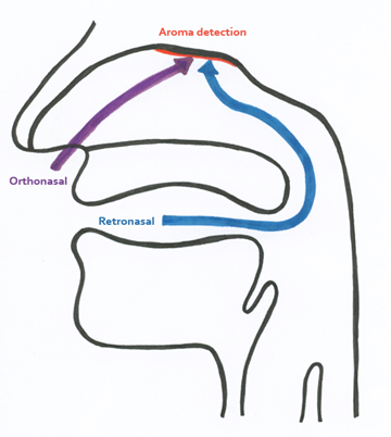 Orthonasal and retronasal perceptions