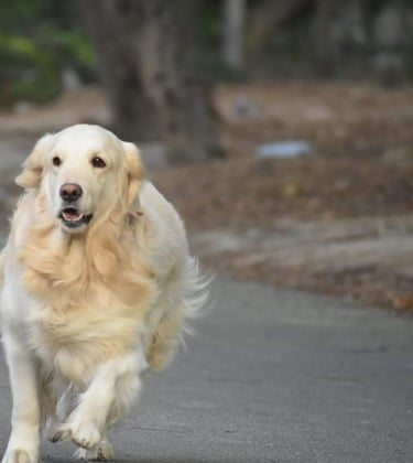 Dog Boarding, Dog Boarding near me, Pet Boarding, Pet Boarding near me, Dog Care, Happy Pettings