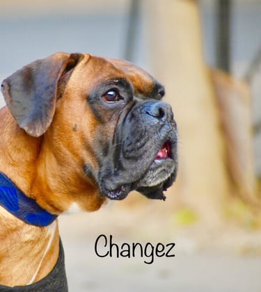 Dog Boarding, Dog Boarding near me, Pet Boarding, Pet Boarding near me, Dog Care, Happy Pettings