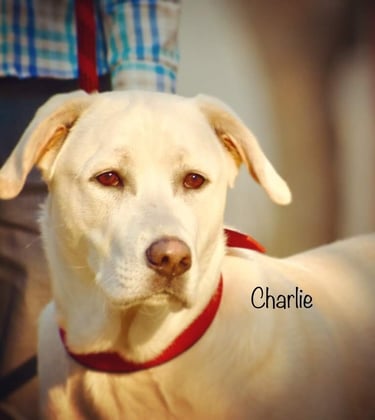 Dog Boarding, Dog Boarding near me, Pet Boarding, Pet Boarding near me, Dog Care, Happy Pettings