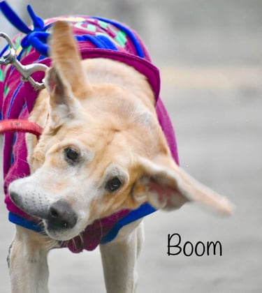 Dog Boarding, Dog Boarding near me, Pet Boarding, Pet Boarding near me, Dog Care, Happy Pettings