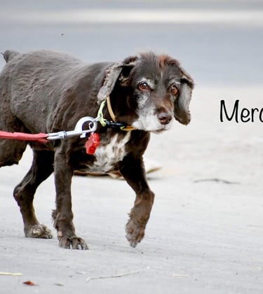 Dog Boarding, Dog Boarding near me, Pet Boarding, Pet Boarding near me, Dog Care, Happy Pettings