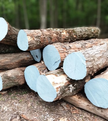 Hard Maple logs