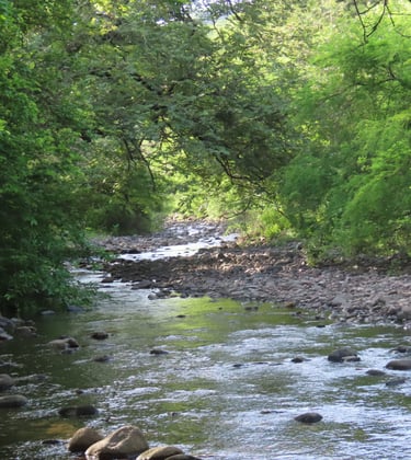 Scenery of a creek with a rocky shore and trees around