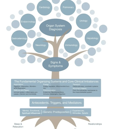 Image of functional medicine tree chart