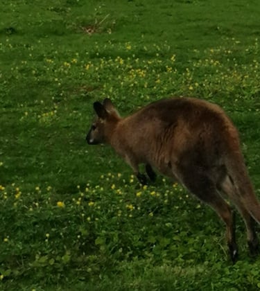 Acheter une wallaby de Bennett
