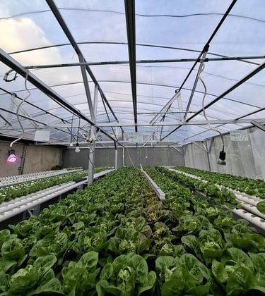 a greenhouse with a variety of vegetables and plants