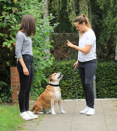 Hundetrainerin begleitet Mensch-Hund-Team beim Alltagstraining
