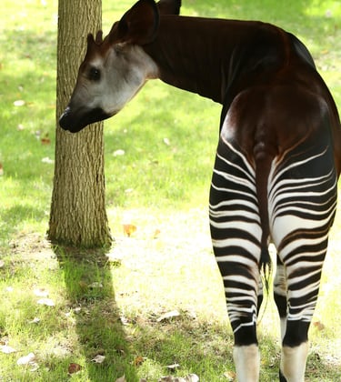 Okapi standing showing contrast between brown body and zebra-striped legs