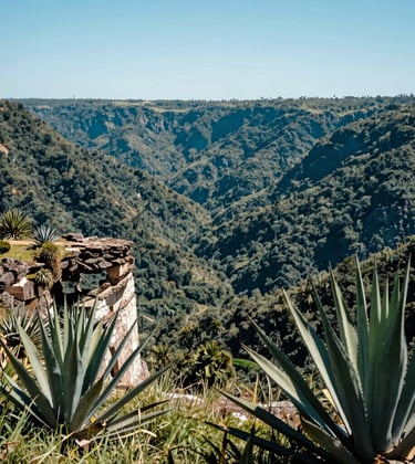 A panoramic landscape view from the top of Hierve el Agua looking down into the lush Oaxacan valley. Mexican agave plants frame the foreground, while the petrified stone structure drops off into a valley of deep greens and teal-shaded forests under a bright, clear sky.