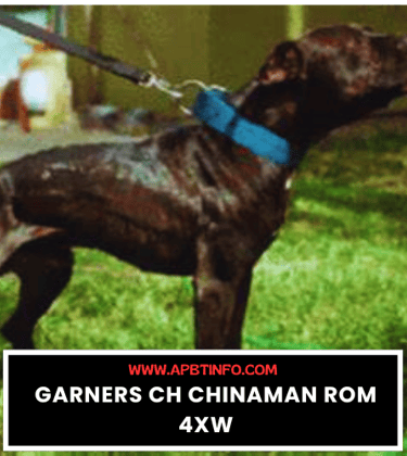 APBT GAME DOG GARNERS CH CHINAMAN ROM 4XW