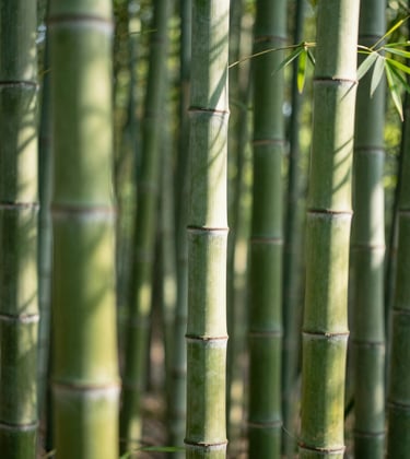 A serene close-up photograph of vibrant bamboo stalks in a tranquil forest. The focus is on the intricate textures of the bark, with lush sage forest green leaves dappled in sunlight. The atmosphere is peaceful and opulent.