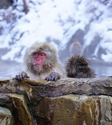 Nagano Snow Monkey Resort