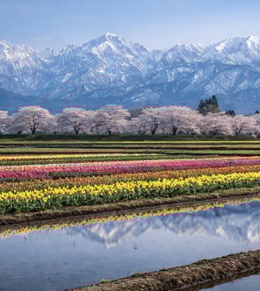 Toyama spring quartet
