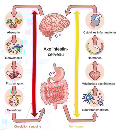 axe intestin cerveau