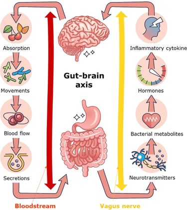 gut-brain axis