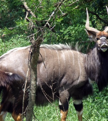 Nyala