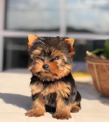 Filhote de Yorkshire Terrier premium em Curitiba com pedigree oficial