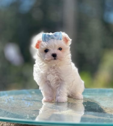 Filhote de Maltês premium em Curitiba com pedigree e vacinas importadas