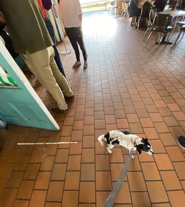 Gigi in Cafe Du Monde Certified Service Animals Welcome