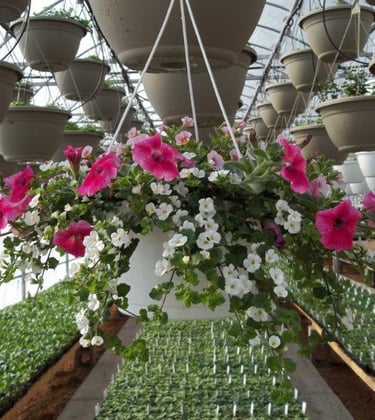 Thousands of Beautiful Hanging Baskets