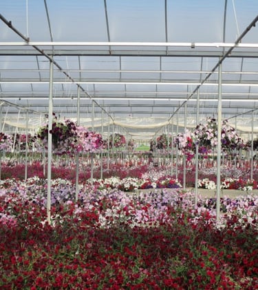 80,000 sq ft Flower Farm