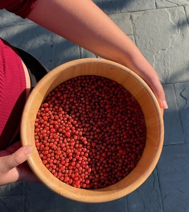 Wooden bowl filled with autumn olives; a foraged invasive fruit